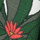 VERT ECRU